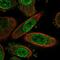 Meteorin, Glial Cell Differentiation Regulator antibody, HPA051164, Atlas Antibodies, Immunofluorescence image 
