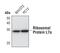 Ribosomal Protein L7a antibody, PA5-17292, Invitrogen Antibodies, Western Blot image 