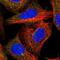 WASH Complex Subunit 2A antibody, PA5-61604, Invitrogen Antibodies, Immunofluorescence image 