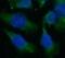 HGb antibody, FNab02189, FineTest, Immunofluorescence image 