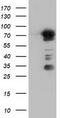 Rho GTPase Activating Protein 25 antibody, TA501751, Origene, Western Blot image 