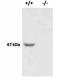 VEGF antibody, orb234170, Biorbyt, Western Blot image 