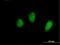 Forkhead Box S1 antibody, H00002307-B01P, Novus Biologicals, Immunocytochemistry image 