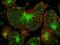 Pseudopodium-enriched atypical kinase 1 antibody, NBP1-91052, Novus Biologicals, Immunofluorescence image 