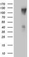 Podocalyxin Like 2 antibody, M11824, Boster Biological Technology, Western Blot image 