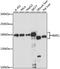 Ribosome biogenesis protein BMS1 homolog antibody, LS-C750338, Lifespan Biosciences, Western Blot image 