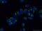 NUCB2 antibody, 26712-1-AP, Proteintech Group, Immunofluorescence image 