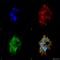 Leucine Rich Repeat Kinase 2 antibody, SMC-446D-A633, StressMarq, Immunofluorescence image 