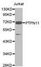 Protein Tyrosine Phosphatase Non-Receptor Type 11 antibody, MBS126592, MyBioSource, Western Blot image 