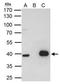 LIM Homeobox 8 antibody, GTX109165, GeneTex, Immunoprecipitation image 