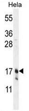 CLDN7 antibody, AP50951PU-N, Origene, Western Blot image 