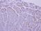 Uncoupling Protein 1 antibody, NBP2-20796, Novus Biologicals, Immunohistochemistry frozen image 