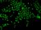 MORC family CW-type zinc finger protein 3 antibody, 205662-T02, Sino Biological, Immunohistochemistry paraffin image 
