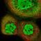 Integrator Complex Subunit 12 antibody, PA5-65313, Invitrogen Antibodies, Immunofluorescence image 