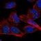 Zinc Finger Protein 77 antibody, HPA023397, Atlas Antibodies, Immunocytochemistry image 
