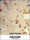 Destrin, Actin Depolymerizing Factor antibody, 63-829, ProSci, Immunohistochemistry paraffin image 