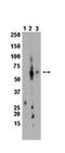 Cytochrome P450 Family 1 Subfamily A Member 2 antibody, NBP2-29707, Novus Biologicals, Western Blot image 