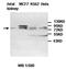 ATP Binding Cassette Subfamily F Member 3 antibody, orb77673, Biorbyt, Western Blot image 
