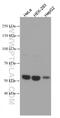 X-Linked Inhibitor Of Apoptosis antibody, 66800-1-Ig, Proteintech Group, Western Blot image 