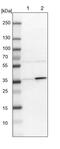 Cilia And Flagella Associated Protein 298 antibody, PA5-53803, Invitrogen Antibodies, Western Blot image 