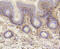 Vitronectin antibody, 13-961, ProSci, Immunohistochemistry frozen image 