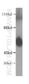 ATP Synthase F1 Subunit Beta antibody, 17247-1-AP, Proteintech Group, Western Blot image 