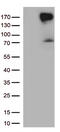 Erb-B2 Receptor Tyrosine Kinase 4 antibody, CF804606, Origene, Western Blot image 