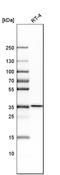 N-Acetylglucosamine Kinase antibody, HPA035207, Atlas Antibodies, Western Blot image 