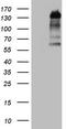 Zinc finger protein GLI1 antibody, CF803889, Origene, Western Blot image 