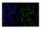 Histone Deacetylase 9 antibody, A02177-4, Boster Biological Technology, Immunofluorescence image 