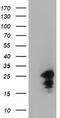 Lin-7 Homolog B, Crumbs Cell Polarity Complex Component antibody, CF501555, Origene, Western Blot image 