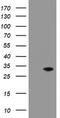 Pyridoxamine 5'-Phosphate Oxidase antibody, CF503506, Origene, Western Blot image 
