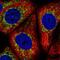 Mimitin, mitochondrial antibody, NBP2-56048, Novus Biologicals, Immunocytochemistry image 