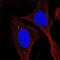 KIAA0895 Like antibody, PA5-64255, Invitrogen Antibodies, Immunofluorescence image 