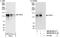 PHD Finger Protein 8 antibody, NB100-93313, Novus Biologicals, Proximity Ligation Assay image 