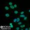 PCNA antibody, NB500-106, Novus Biologicals, Immunocytochemistry image 