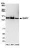 DEAH-Box Helicase 37 antibody, NB110-40580, Novus Biologicals, Western Blot image 