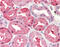Fatty Acid Binding Protein 1 antibody, 48-098, ProSci, Enzyme Linked Immunosorbent Assay image 
