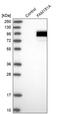 Family With Sequence Similarity 151 Member A antibody, PA5-53502, Invitrogen Antibodies, Western Blot image 