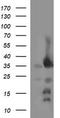 CD326 / EpCAM antibody, TA506660BM, Origene, Western Blot image 