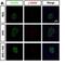 H2A Histone Family Member X antibody, NB100-74435, Novus Biologicals, Immunofluorescence image 