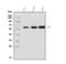 Cytochrome B-245 Beta Chain antibody, A00328-3, Boster Biological Technology, Western Blot image 