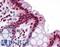 Protein FAM59B antibody, LS-B4621, Lifespan Biosciences, Immunohistochemistry paraffin image 