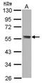 Complement C3a Receptor 1 antibody, PA5-29979, Invitrogen Antibodies, Western Blot image 