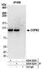 Coatomer Protein Complex Subunit Beta 1 antibody, A304-523A, Bethyl Labs, Immunoprecipitation image 
