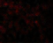 Toll Like Receptor 9 antibody, 3739, ProSci Inc, Immunofluorescence image 