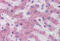 Acyl-CoA Thioesterase 13 antibody, MBS243168, MyBioSource, Immunohistochemistry frozen image 