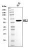 Male-specific lethal 2 homolog antibody, A02712-1, Boster Biological Technology, Western Blot image 