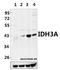 Isocitrate Dehydrogenase (NAD(+)) 3 Alpha antibody, A09544, Boster Biological Technology, Western Blot image 
