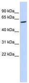 Reticulophagy Regulator Family Member 3 antibody, TA337570, Origene, Western Blot image 